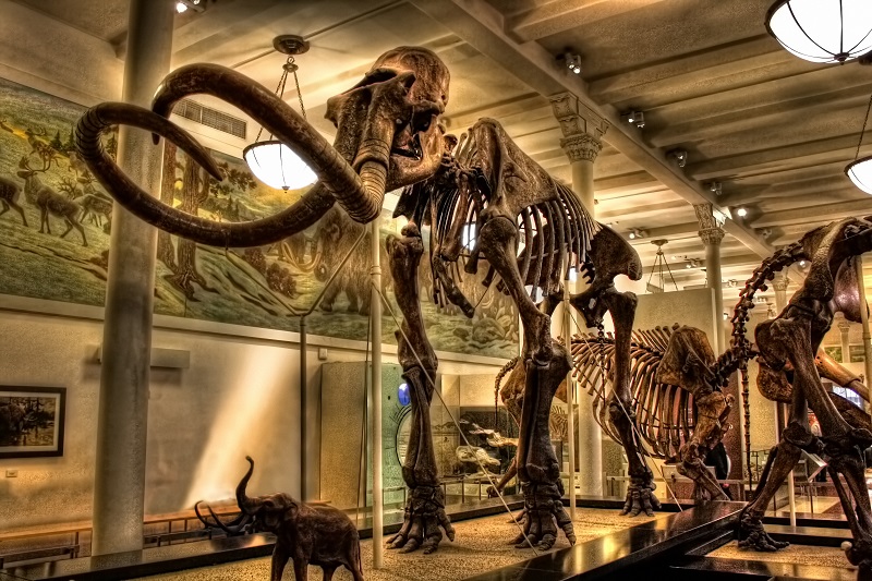 Esqueletos no Museu de História Natural em Nova York
