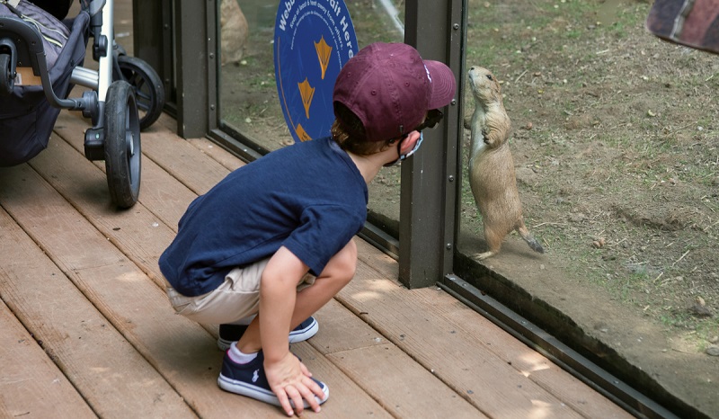 Criança no Zoológico do Bronx em Nova York