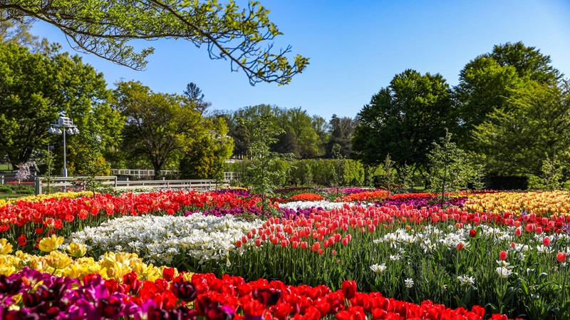 Jardim de flores coloridas na primavera na Filadélfia